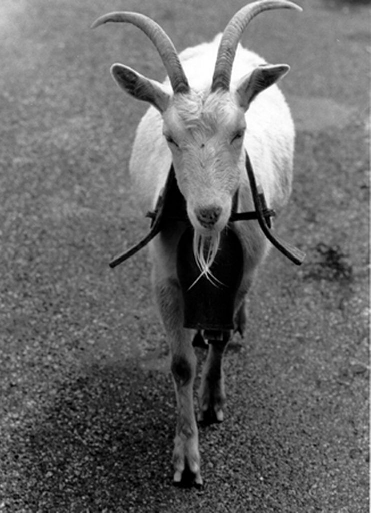 Transhumance